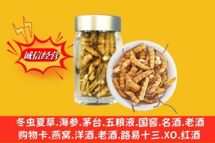 元氏县回收散虫草